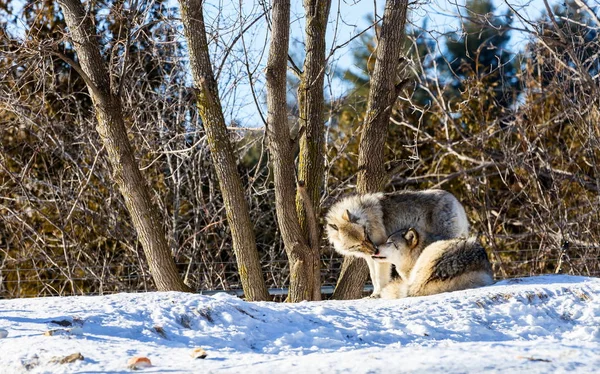 灰色のオオカミまたは灰色のオオカミ 灰色のオオカミまたは灰色のオオカミ 北米やユーラシアの荒野や遠隔地に自生する犬種である 一族の中では最大のものである — ストック写真