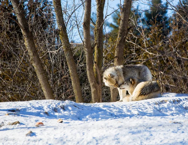 Der Grauwolf Oder Grauwolf Auch Als Holzwolf Oder Westlicher Wolf — Stockfoto