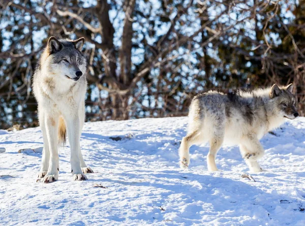 Lobo Gris Lobo Gris También Conocido Como Lobo Madera Lobo — Foto de Stock