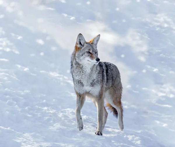 Çakal Kuzey Amerika 'ya özgü bir köpek. Yakın akrabası Gri Kurt 'tan biraz daha küçüktür ve diğer yakın akrabaları olan Doğu ve Kızıl Kurt' tan biraz daha küçüktür..