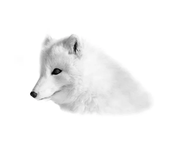 Vulpea Arctică Cunoscută Sub Numele Vulpea Albă Polară Sau Zăpadă — Fotografie, imagine de stoc