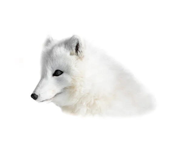 北极狐 Arctic Fox 极地狐狸 是一种原产于北半球北极地区的小狐狸 在整个北极冻土带生物群中很常见 — 图库照片