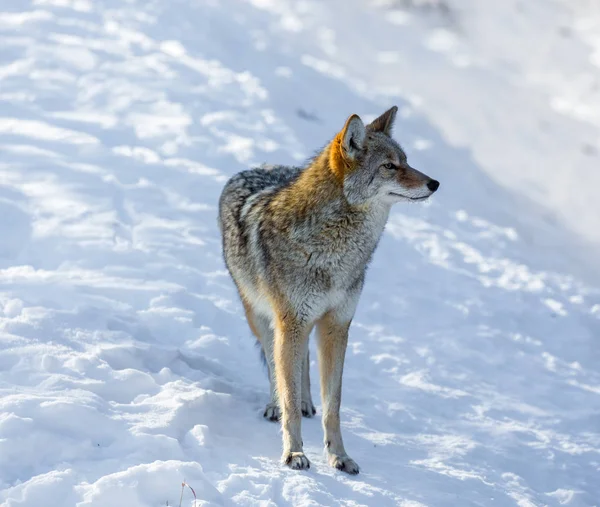 Wolf Snow — Stock Photo, Image
