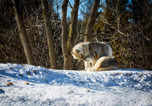 Perros Salvajes Que Duermen Nieve — Foto de Stock