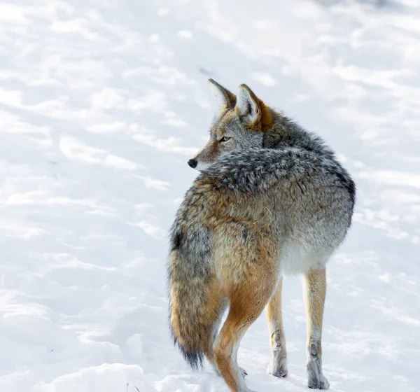 Cute Gray Fox Snow — Stock Photo, Image