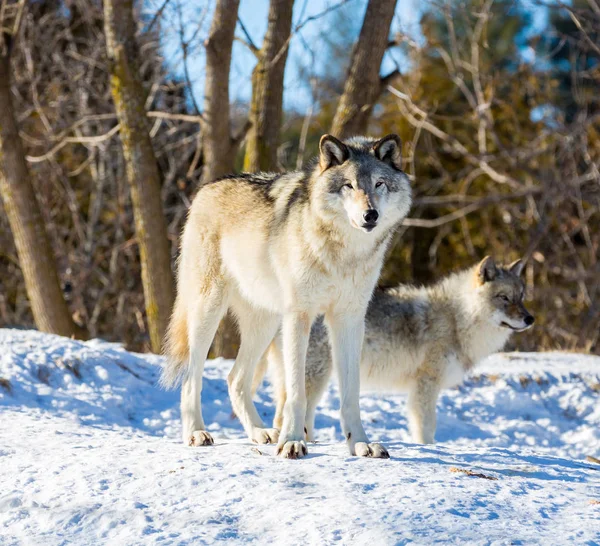 Husky Siberiano Invierno — Foto de Stock