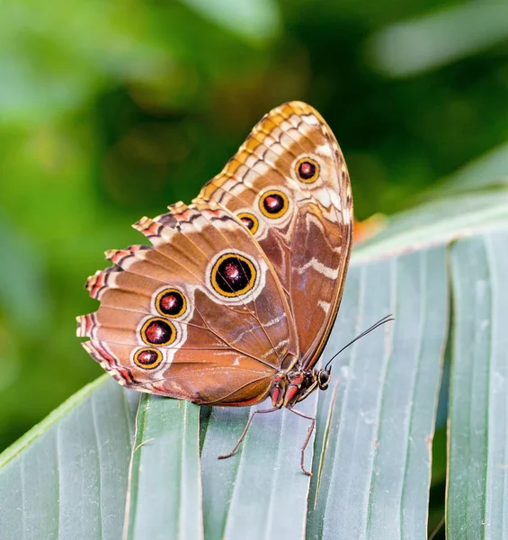 Las Mariposas Búho Género Caligo Son Conocidas Por Sus Enormes —  Fotos de Stock