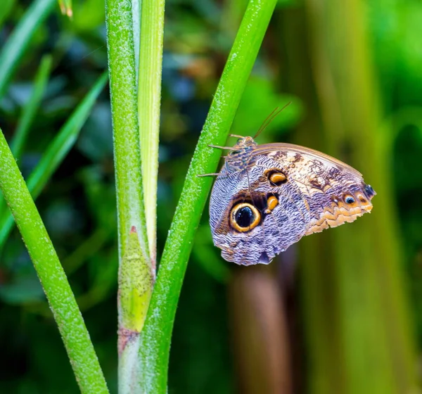 猫头鹰蝴蝶 卡里戈属 以其巨大的眼盆而闻名 与猫头鹰的眼睛相似 它们在墨西哥 中美洲和南美洲的热带雨林和次生林中被发现 — 图库照片
