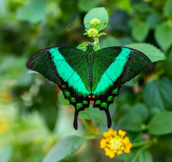 Pajar Común Paz Una Especie Mosca Cola Permitida Que Encuentra — Foto de Stock