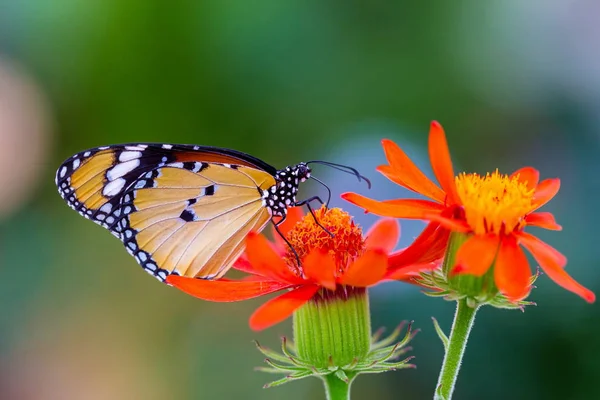 Afrikanischer Monarchfalter Ernährt Sich Von Einer Orangen Wildblume — Stockfoto