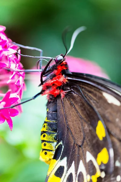 Cairns Birdwing Вид Бабочек Бабочек Обитающих Северо Востоке Австралии Самый — стоковое фото