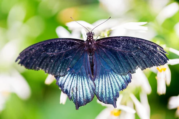 Variedad Morfa Azul Mariposa Cola Lowi Alimenta Una Flor Blanca — Foto de Stock