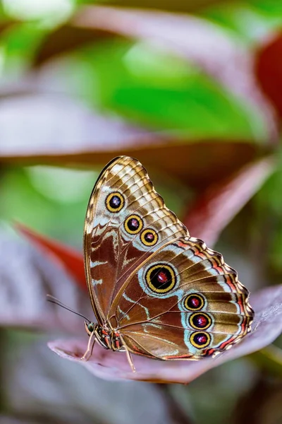 Бабочки Совы Род Caligo Известны Своими Огромными Глазными Горшками Которые — стоковое фото
