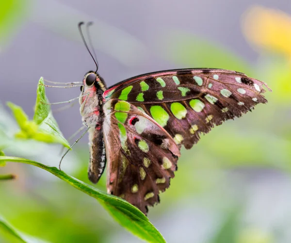 과검은 열대산 나비로서 나비는 삼각형 꼬리는 초록색 초록색 삼각형이라고 불립니다 — 스톡 사진