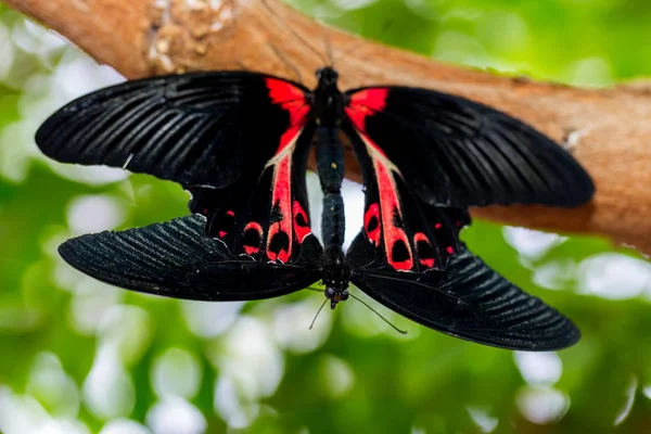 Zwykły Mormon Butterfly Blokuje Się Uścisku Godowym — Zdjęcie stockowe