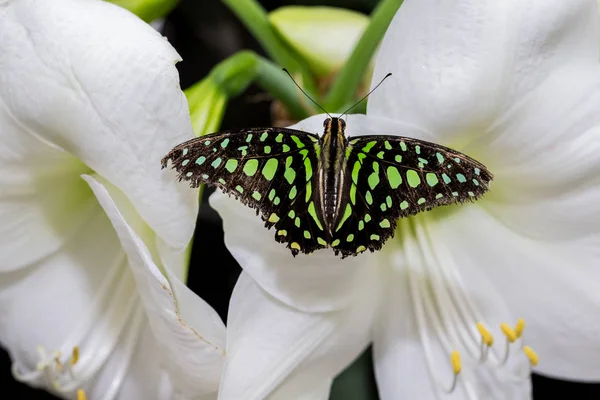 Geai Queue Est Papillon Tropical Principalement Vert Noir Qui Appartient — Photo