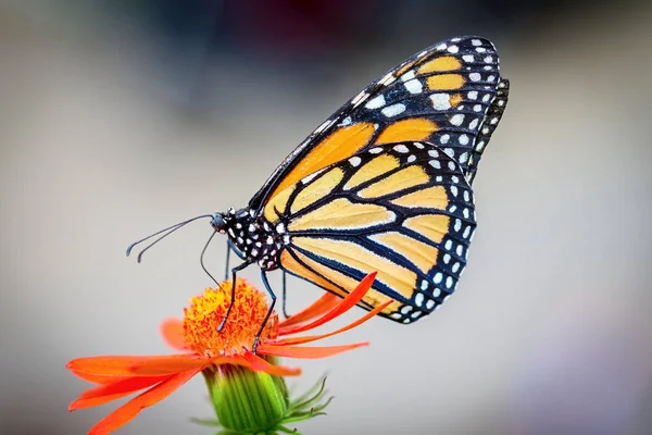 Les Papillons Monarques Effectuent Des Migrations Annuelles Travers Amérique Qui — Photo