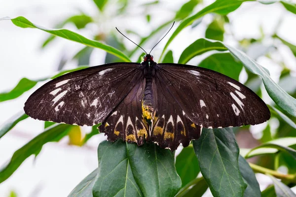 Алый Красный Мормон Является Бабочкой Семейства Papilionidae Встречается Филиппинах Зарегистрирован — стоковое фото