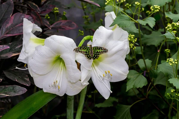 Witte Bloemen Tuin — Stockfoto