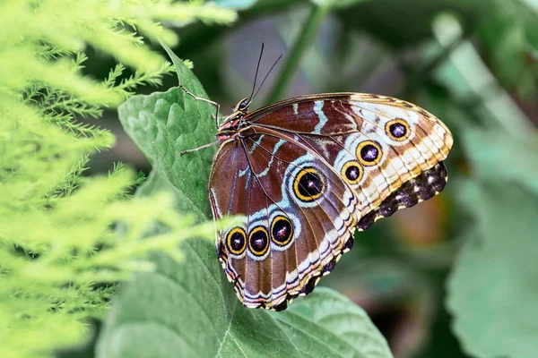 Ugglafjärilarna Släktet Caligo Kända För Sina Enorma Ögonhålor Som Liknar — Stockfoto
