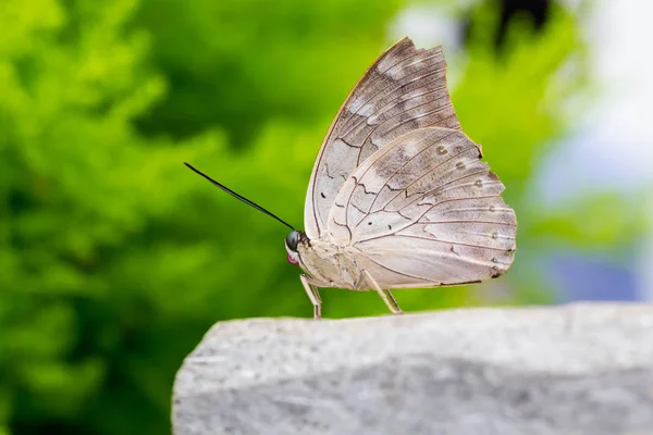 Ängel Och Graciös Den Vita Morpho Fjärilen Distinkt Och Kunglig — Stockfoto