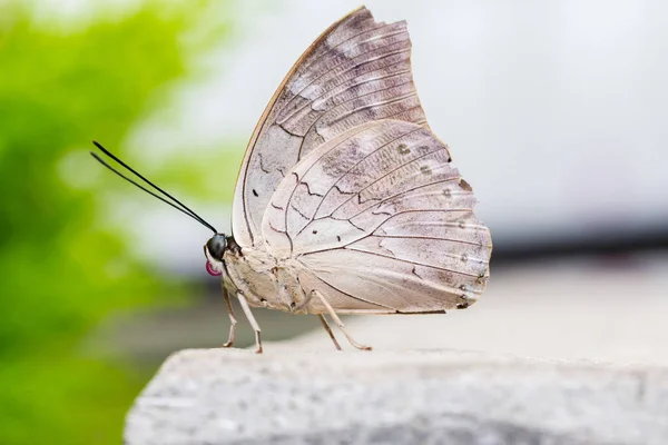 Borboleta Close Uma Folha — Fotografia de Stock