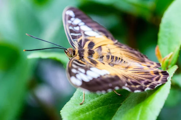 Ласточковая Бабочка Лви Сидящая Зеленом Листе — стоковое фото