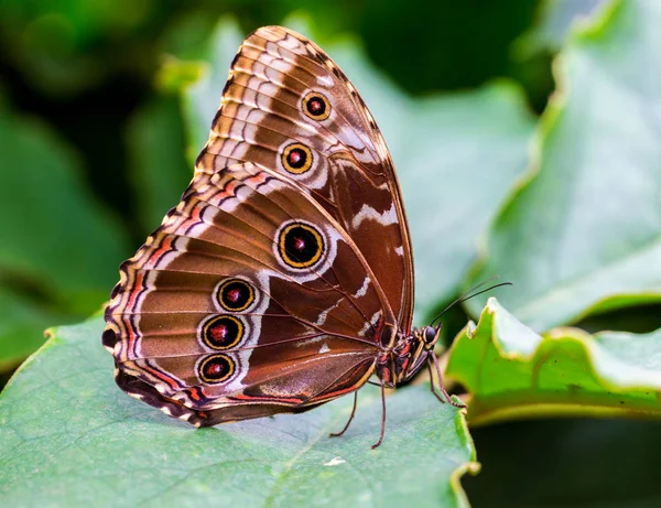 蓝蝶休息 在这里你可以看到圆环或眼睛有时混淆它与猫头鹰蝴蝶的外翼的模式 — 图库照片