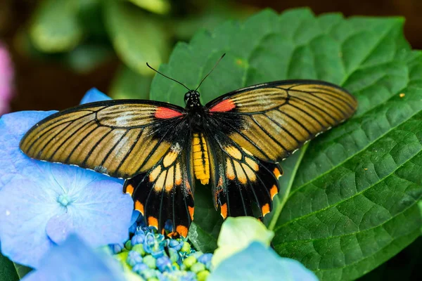 Papillon Lowi Swallowtail Perché Sur Une Fleur Couleur Lavande — Photo