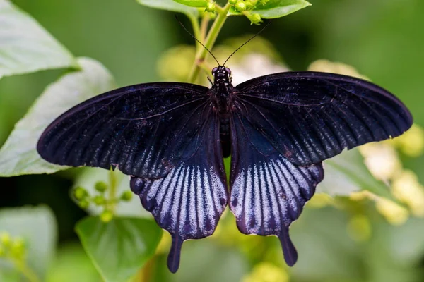 Variedad Morfa Azul Mariposa Cola Lowi Encuentra Una Hoja Verde — Foto de Stock