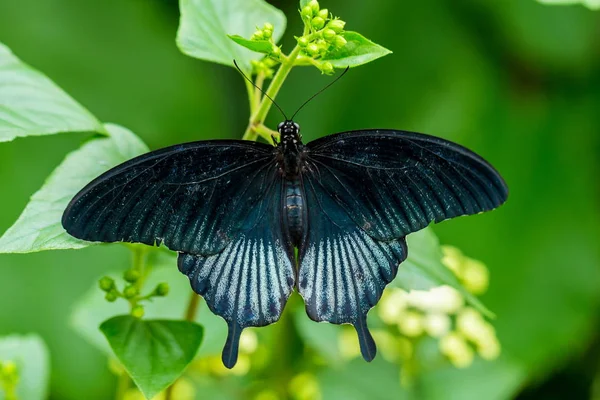 Variedad Morfa Azul Mariposa Cola Lowi Encuentra Una Hoja Verde — Foto de Stock