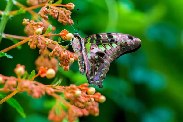 Tailed Jay Predominantly Green Black Tropical Butterfly Belongs Swallowtail Family — Stock Photo, Image