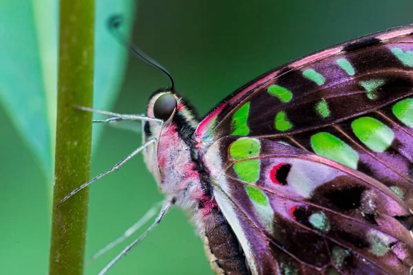 Jay Cola Una Mariposa Tropical Predominantemente Verde Negra Que Pertenece —  Fotos de Stock