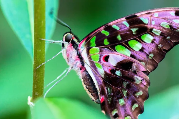 Ουρά Jay Butterfly Στηρίζεται Πράσινο Vegatation — Φωτογραφία Αρχείου