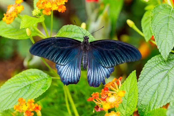 Variedad Morfa Azul Mariposa Cola Lowi Alimenta Una Flor Anaranjada — Foto de Stock