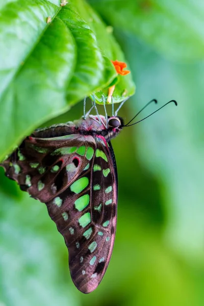 Yeşil Bir Yaprağın Üzerindeki Kelebeğin Yakın Görüntüsü — Stok fotoğraf