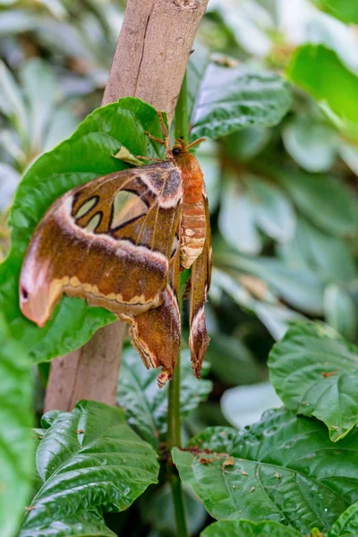 Cobra Muito Grande Moth Atlas Definido Contra Fundo Verde — Fotografia de Stock