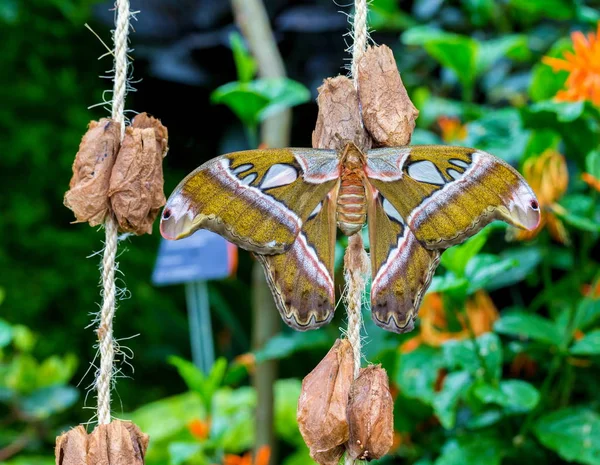 緑の背景を背景にした非常に大きなコブラやアトラスの蛾 — ストック写真