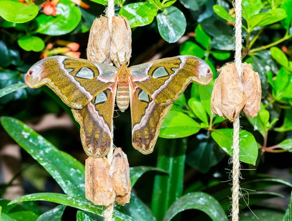 Borboleta Jardim — Fotografia de Stock