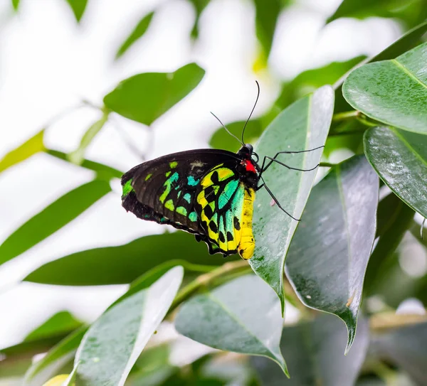 Cairns Birdwingor Cooktown Och Norra Fågelvingen Ligger Grön Bladbakgrund — Stockfoto