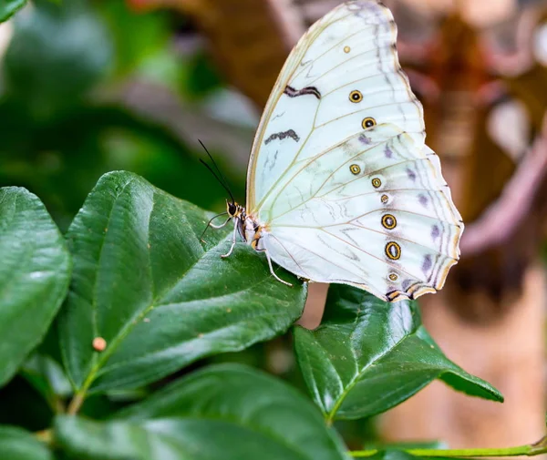 Beyaz Morpho Kelebeği Yeşil Yaprakların Üzerine Tünemiş — Stok fotoğraf