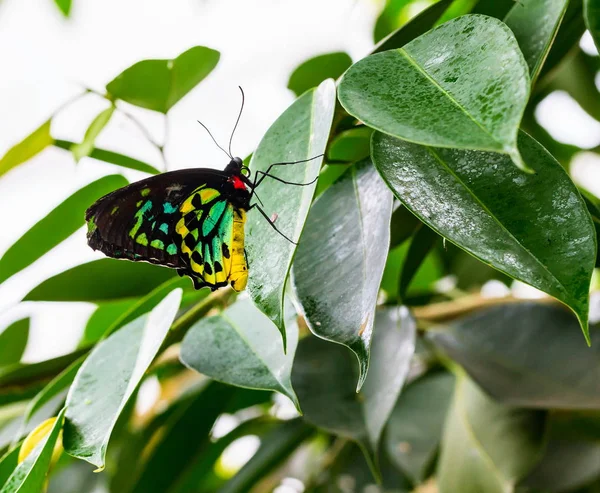 Cairns Birdwing Butterfly Also Called Cast Town North Birdwing Butterfly — стоковое фото