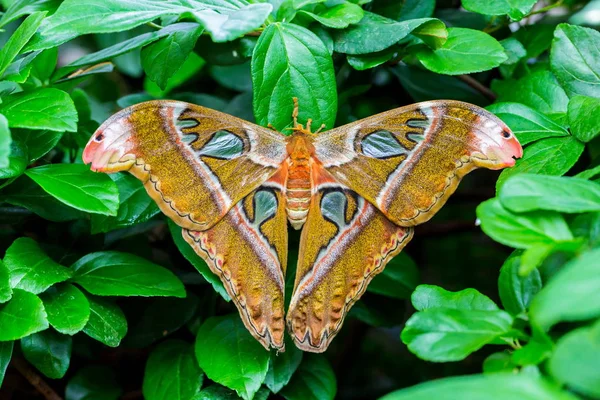 Mariposa Jardín —  Fotos de Stock