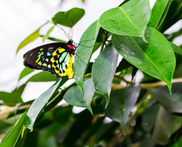 Cairns Birdwing Cooktown North Birdwing Encuentran Sobre Fondo Hoja Verde — Foto de Stock