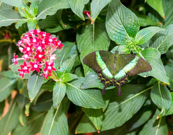 Common Banded Pavock Вид Бабочки Ласточницы Зеленом Фоне Отличает Искрометный — стоковое фото