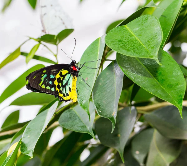 Жук Бабочка Цветке — стоковое фото