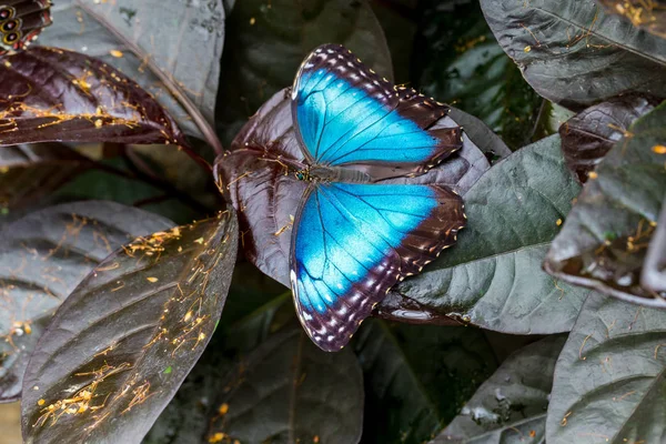 Μπλε Morpho Πεταλούδα Ανάπαυσης Εδώ Μπορείτε Δείτε Μοτίβο Εξωτερικών Πτερύγων — Φωτογραφία Αρχείου