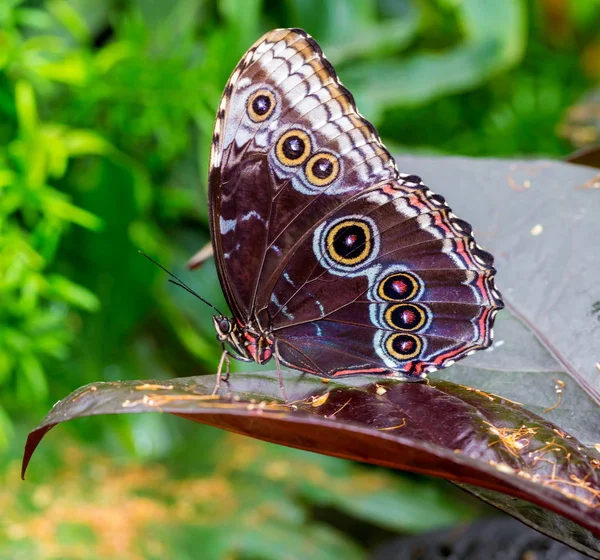 Błękitny motyl morfoński. — Zdjęcie stockowe