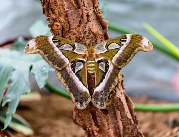 Кобра Або Атлас Англ Atlas Moth Великий Насичений Метелик Росте — стокове фото