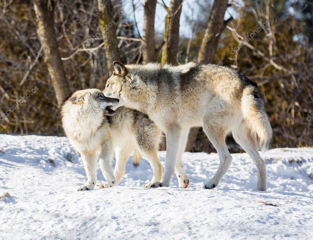 two wolves in snow